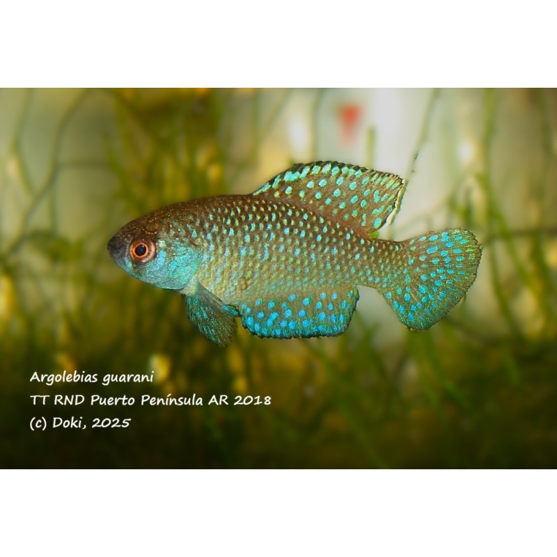 Argolebias guarani TT RND Puerto Península AR 2018, 40 eggs