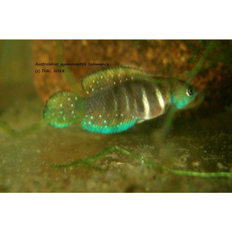 Austrolebias gymnoventris Salamanca, 40 eggs