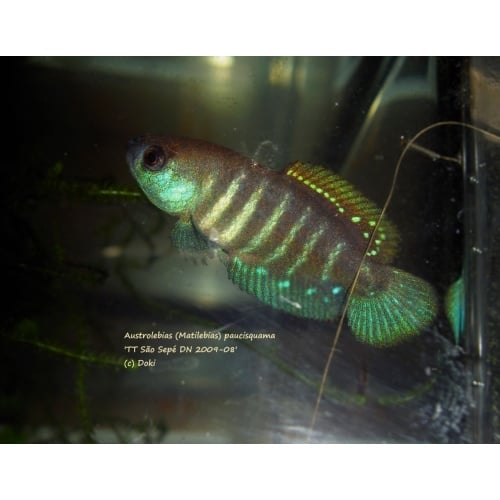 Austrolebias paucisquama TT Sao Sepe DN 2009 - 08, + 40 eggs