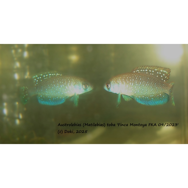 Austrolebias toba Finca Montoya  FKA 09/2023, + 40 eggs