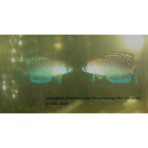 Austrolebias toba Finca Montoya  FKA 09/2023, + 40 eggs