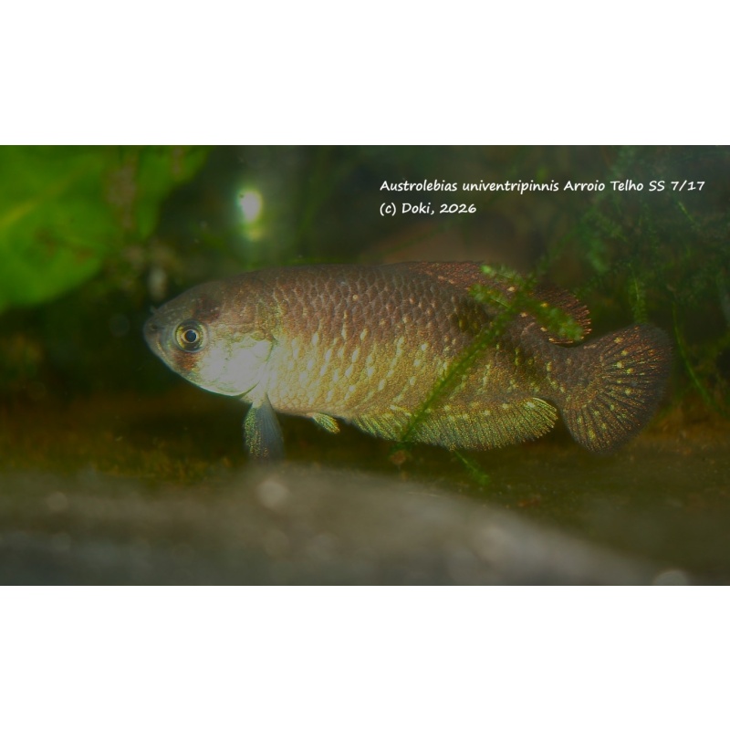 Austrolebias univentripinnis Arroio TelhoSS 7/17, + 40 eggs