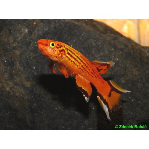 Aphyosemion australe gold +30 eggs