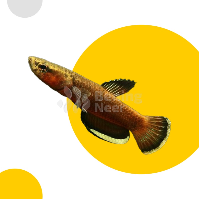 Albimarginata Pair