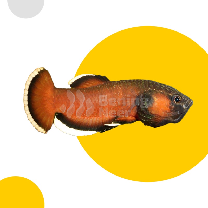 Albimarginata Pair