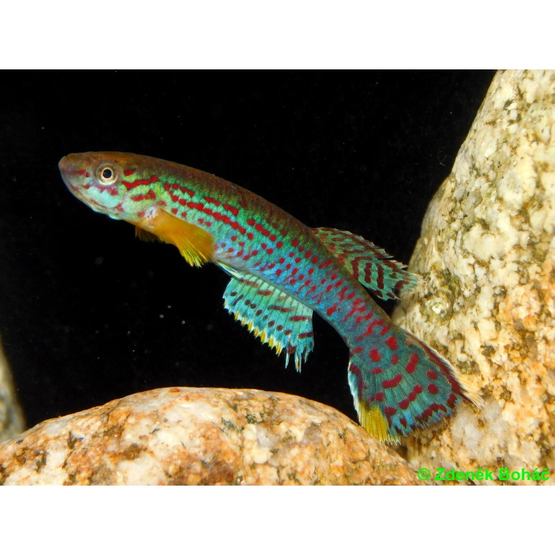 Aphyosemion campomaanense ABK 07/181 +25 eggs