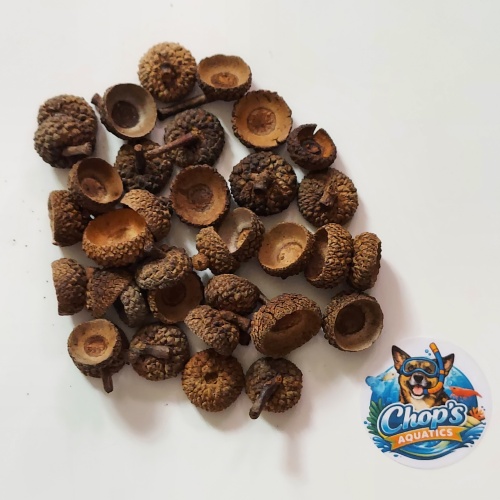 Acorn Caps - Kentucky | 30 Count | Shrimp & Blackwater Botanical | Ship Included | Chop's Aquatics