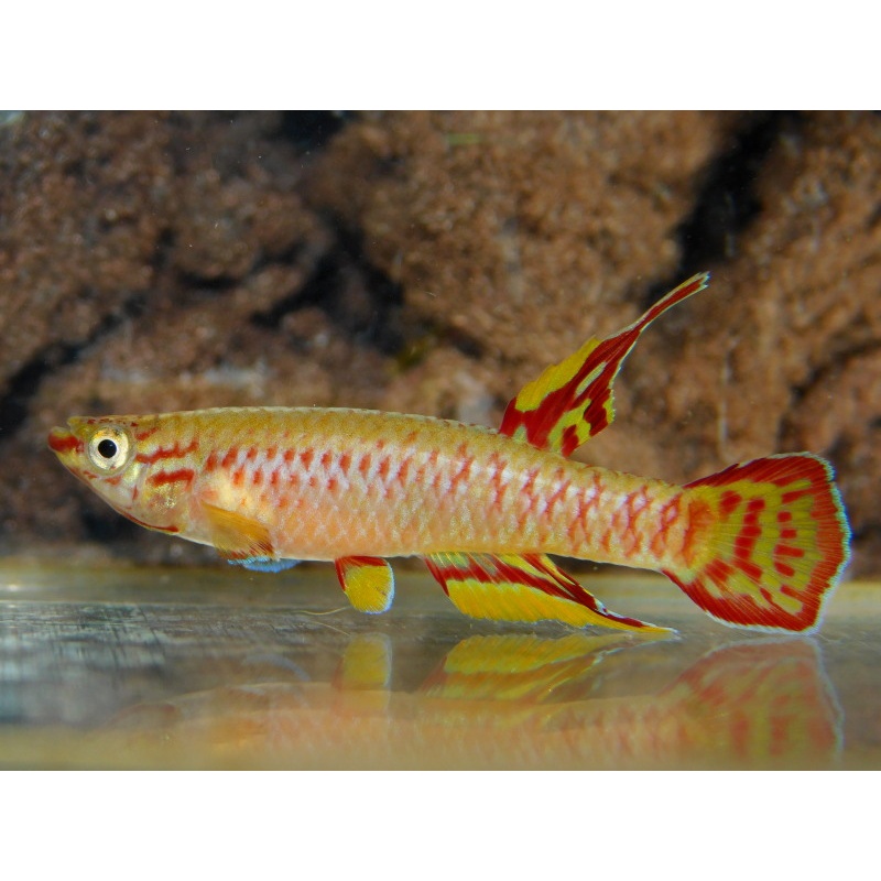 Aphyosemion exiguum Ekombiti +25 eggs