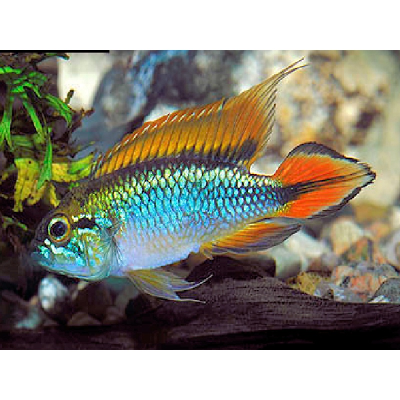 PAIR of Apistogramma agassizii Blue Flame