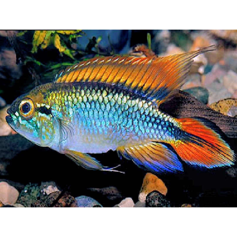 PAIR of Apistogramma agassizii Blue Flame