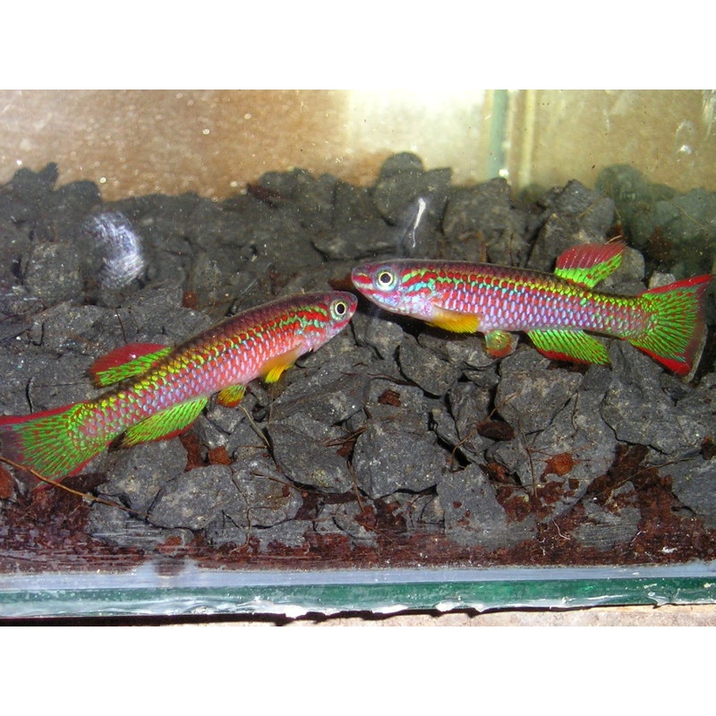 Aphyosemion gabunense GBG 93/30 +25 eggs
