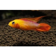 group of 4  Apisto Agasizzi Orange Fire