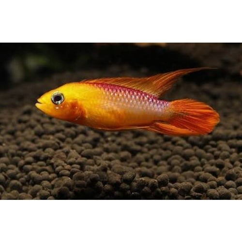 group of 4  Apisto Agasizzi Orange Fire