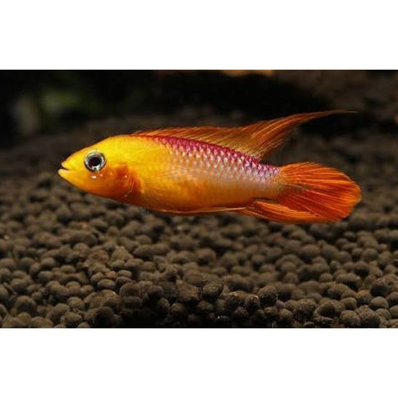 group of 4  Apisto Agasizzi Orange Fire