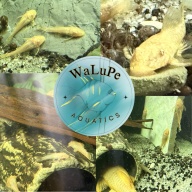 Albino or Chocolate Bristlenose Pleco juvenile 1-2" Tank bred in Florida