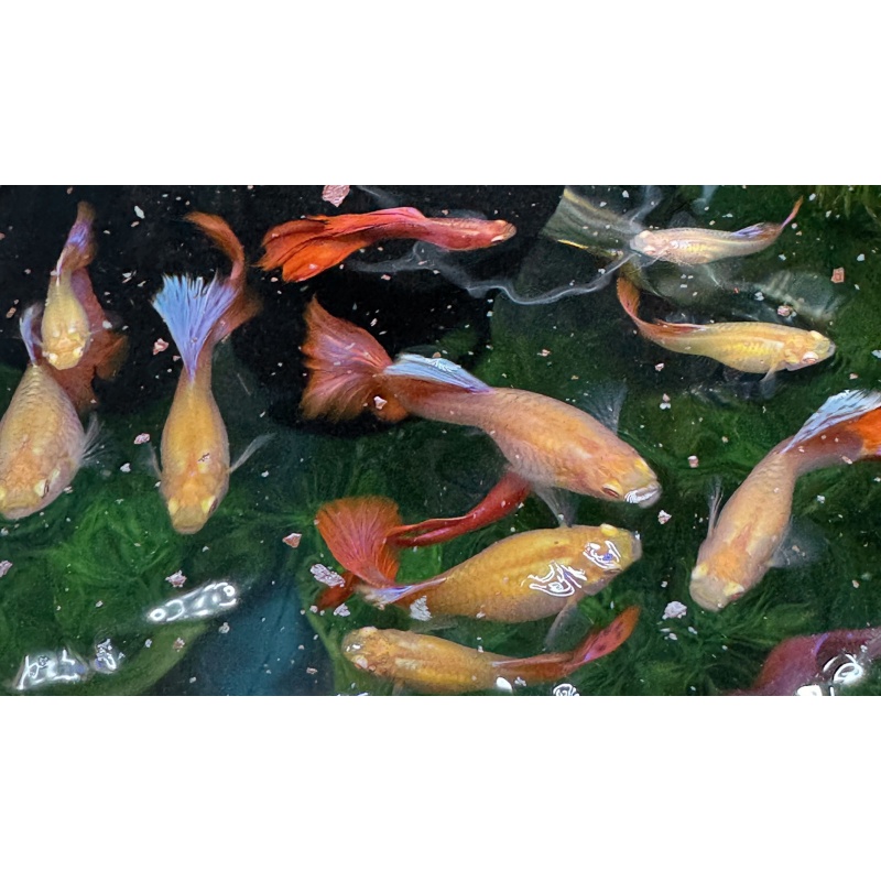 Albino Full Red Guppies - FEMALES
