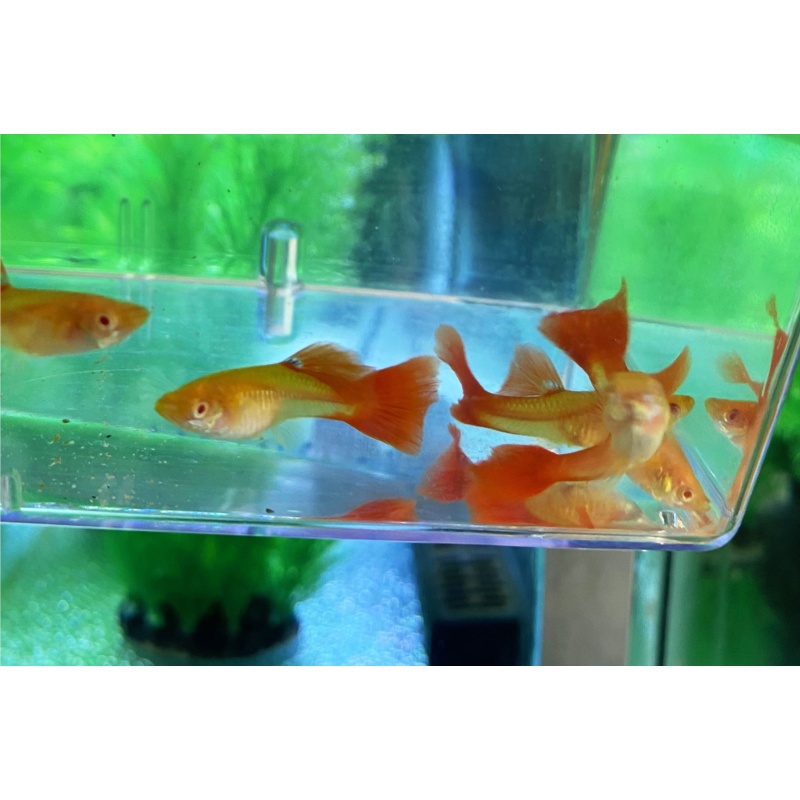 Albino Full Red Guppies - FEMALES