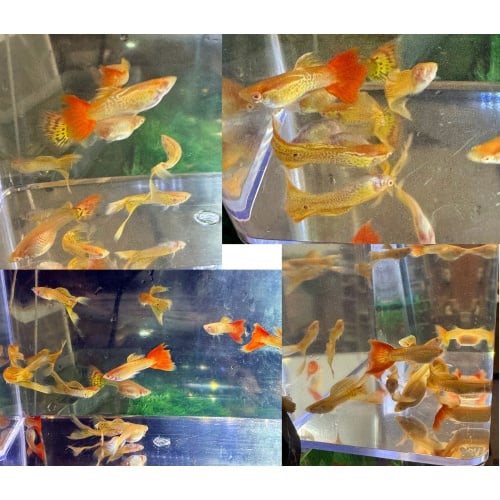Albino Crossbreed Mix Guppies- Pairs/Trios/Singles
