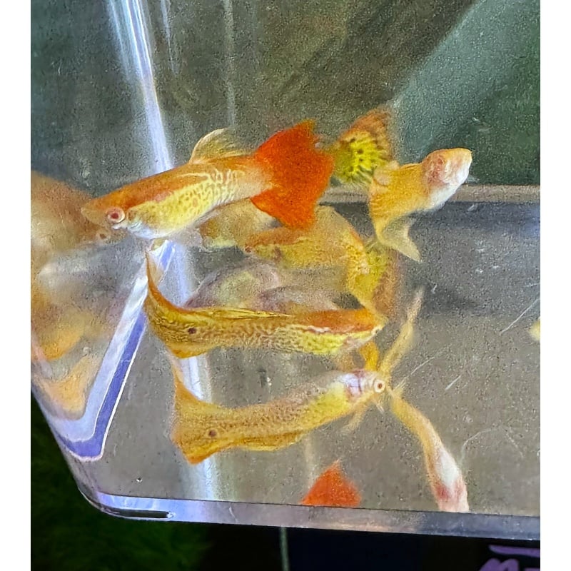 Albino Crossbreed Mix Guppies - Pairs