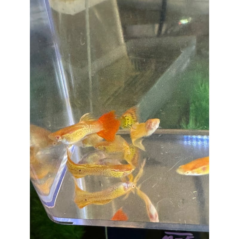 Albino Crossbreed Mix Guppies - Pairs
