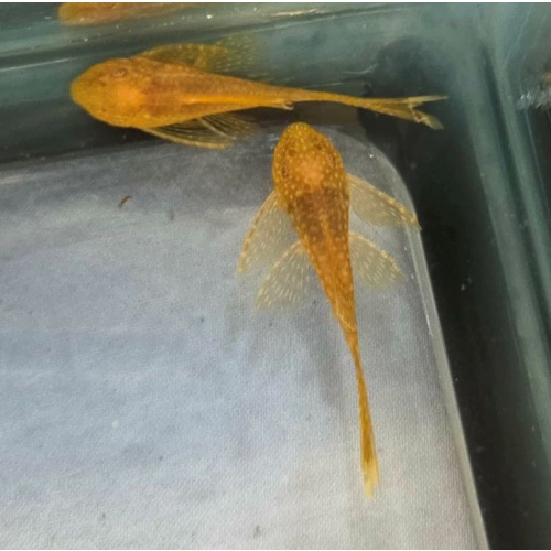 Albino Long Fin Plecos-Group of Six