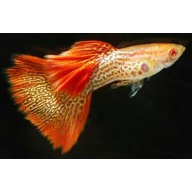 Albino Red Lace Guppies - Adult Pairs, Trios