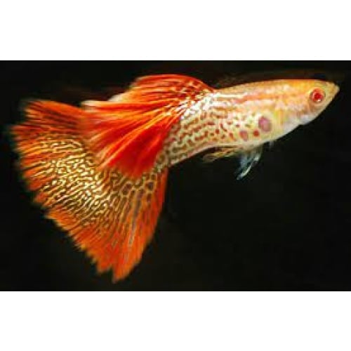 Albino Red Lace Guppies - Adult Pairs, Trios
