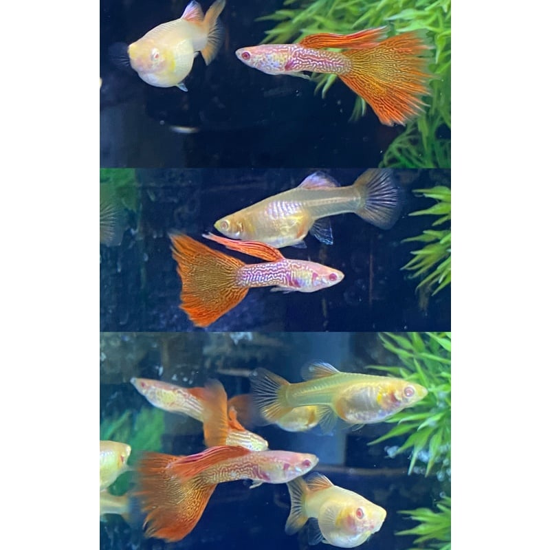 Albino Red Lace Guppies - Adult Pairs, Trios