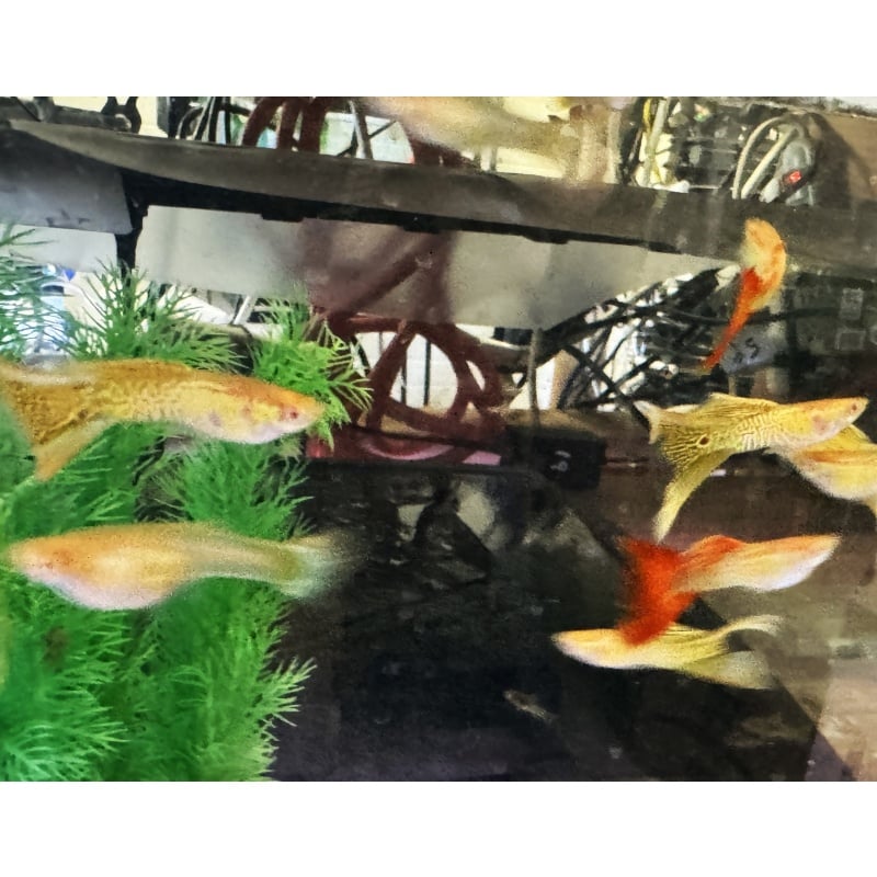 Albino Crossbreed Mix Guppies - Pairs