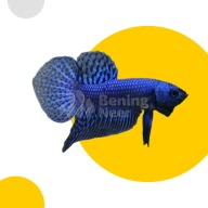 Alien Blue