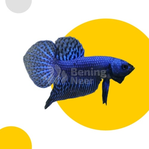 Alien Blue