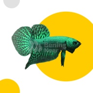 Alien Green