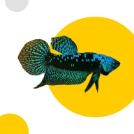 Alien Samurai Blue