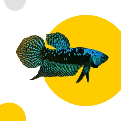 Alien Samurai Blue