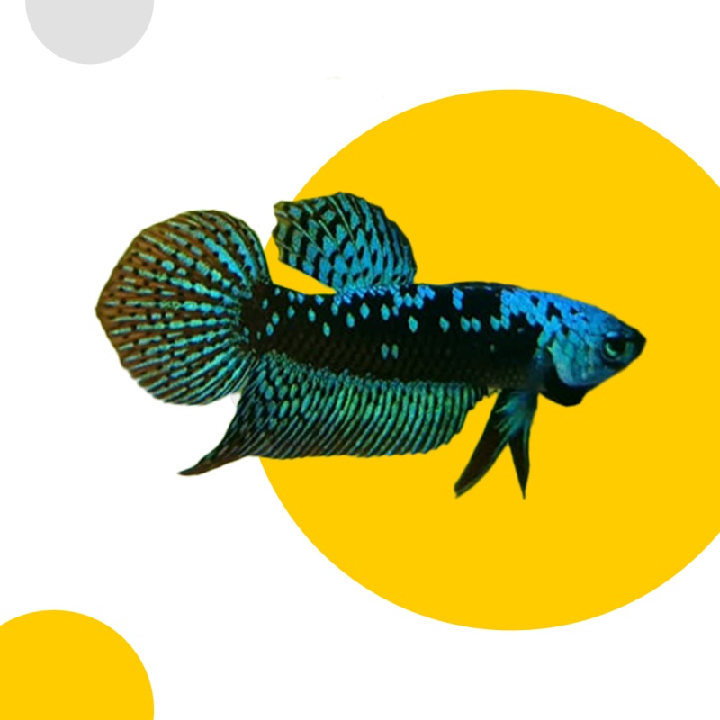 Alien Samurai Blue