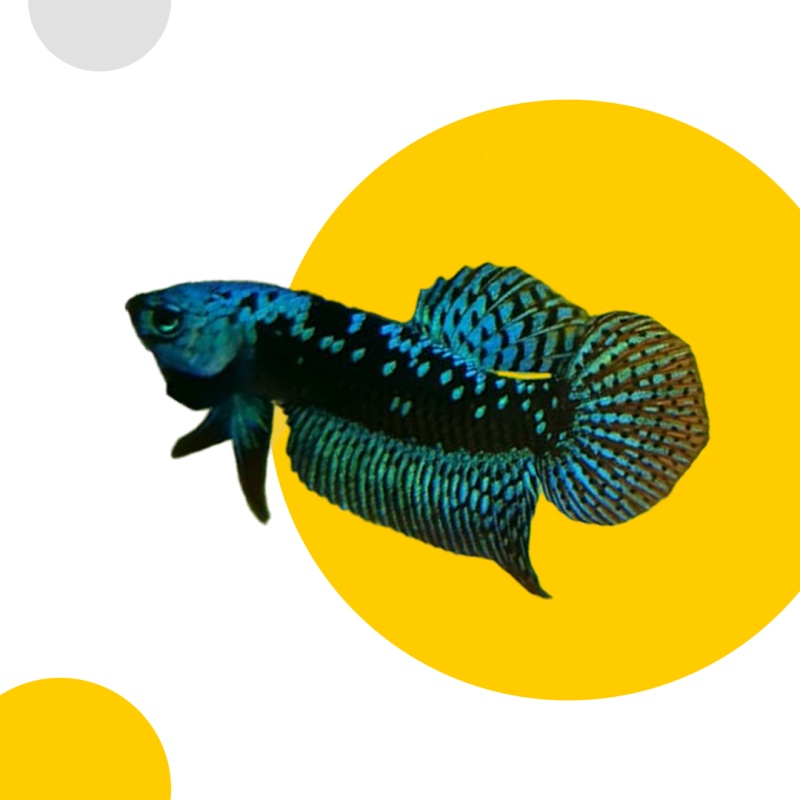 Alien Samurai Blue