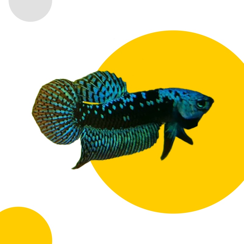 Alien Samurai Blue