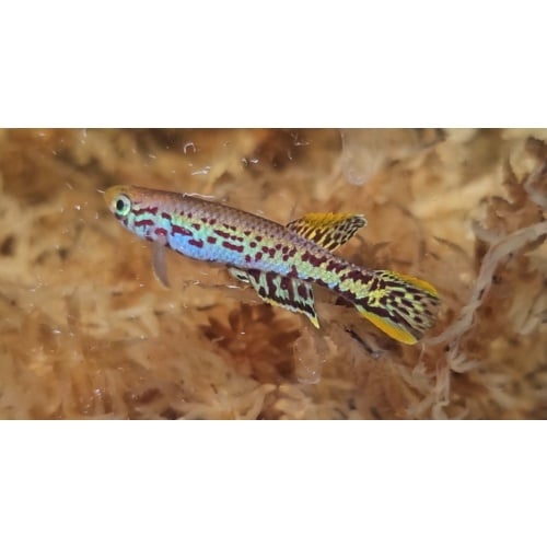A losantosi GEGVPO 2018/5 Bisun quad(1M 3F)