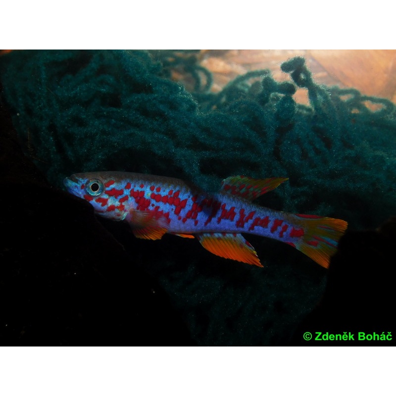 Aphyosemion louessense RPC 78/33 +25 eggs