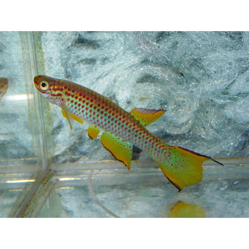 Aphyosemion marginatum Bengui +30 eggs