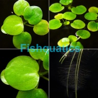 *NICE* 15x Amazon Frogbit - Limnobium laevigatum