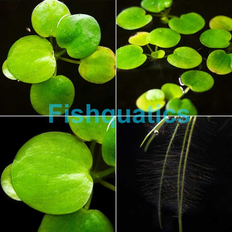 *NICE* 15x Amazon Frogbit - Limnobium laevigatum