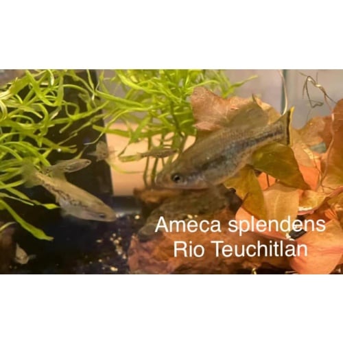 Ameca splendens   Butterfly Goodeid Six Juveniles