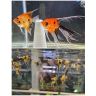 Veil Koi Angelfish--Half Dollar Size