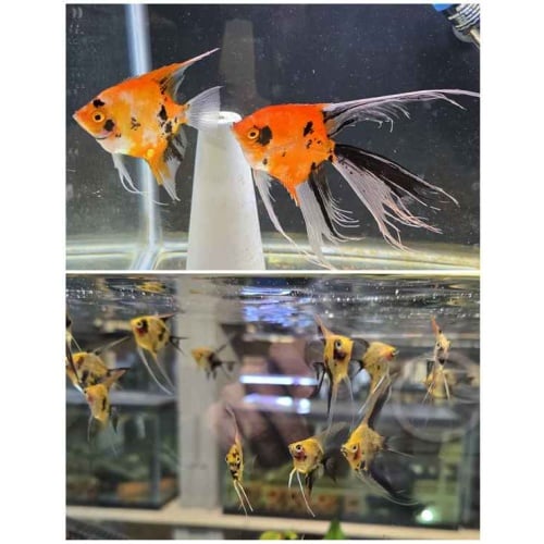 Veil Koi Angelfish--Half Dollar Size
