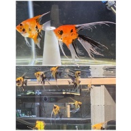 Koi Super Veil and Standard Fin Angelfish-Proven Breeding Pair
