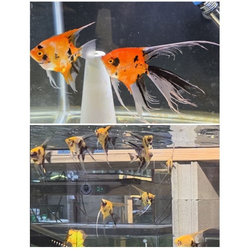Veil Koi Angelfish-Half Dollar Size