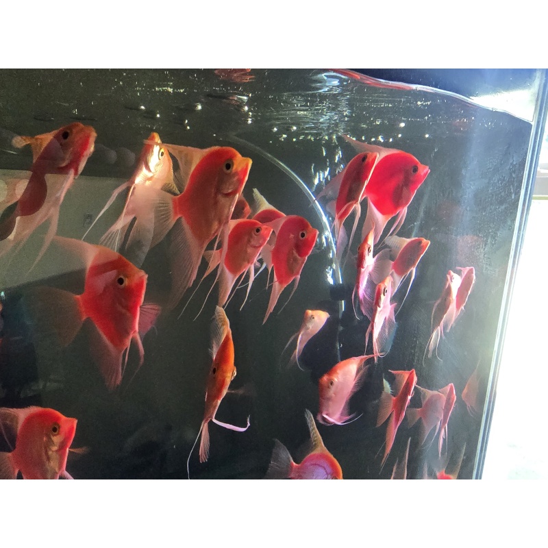 Five adult pink/red angelfish (Free Shipping)
