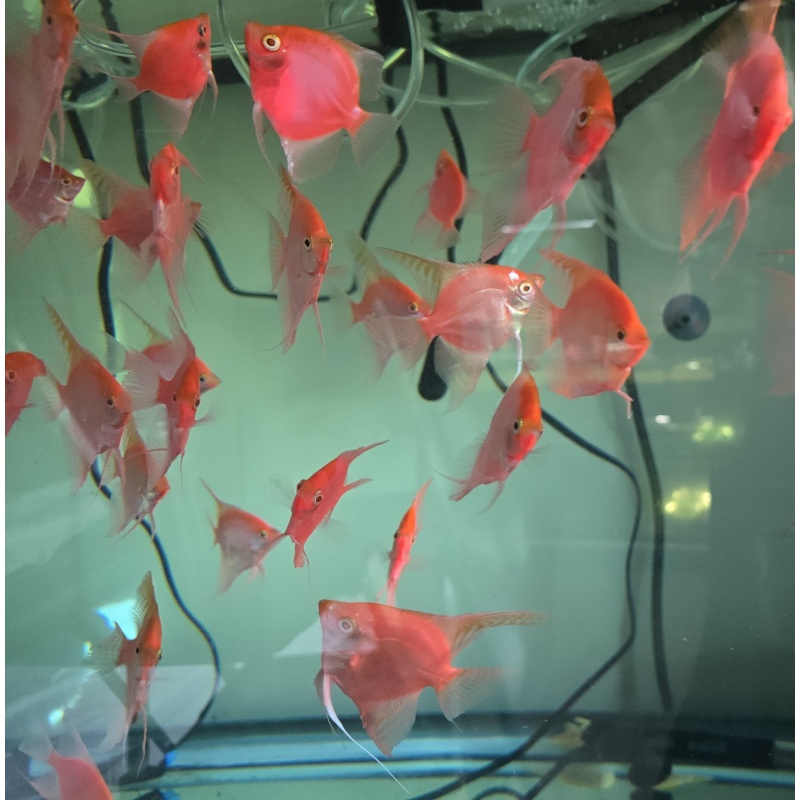 Five adult pink/red angelfish (Free Shipping)