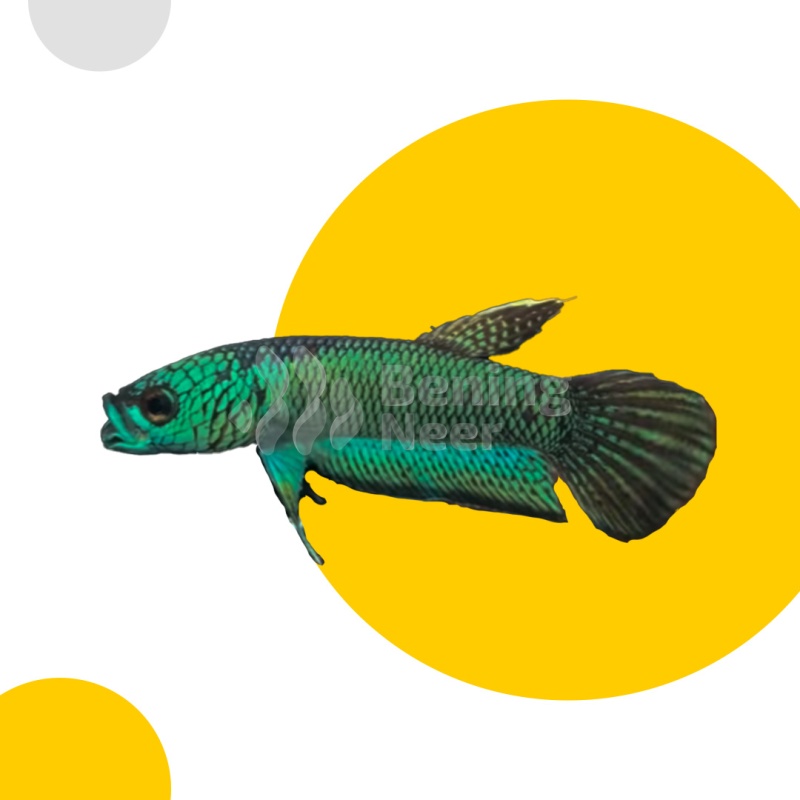 Betta Antuta / Antoni Pair